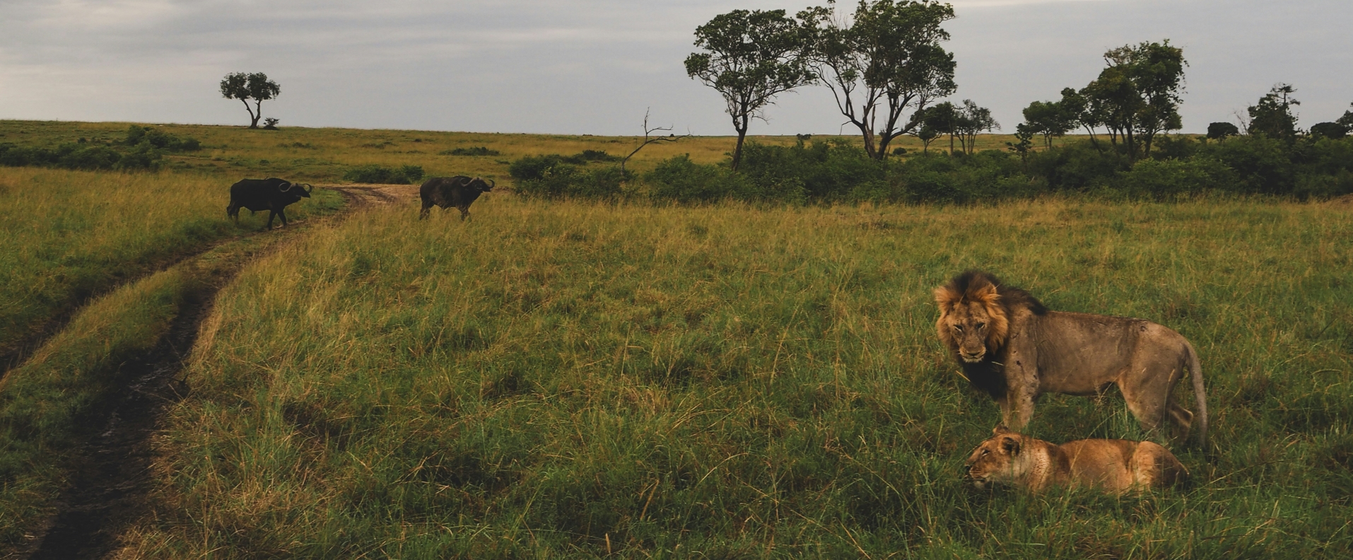 7-Day Luxury Kenya Wildlife Safari Holiday
