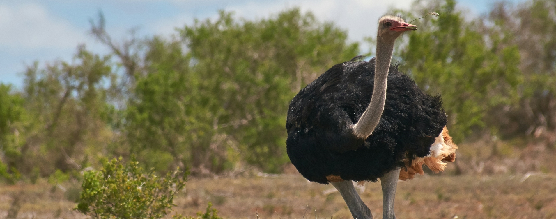 Discover Tanzania’s Spectacular Birds, Diverse Wildlife