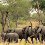 A Guide to Wildlife Species in Semuliki National Park