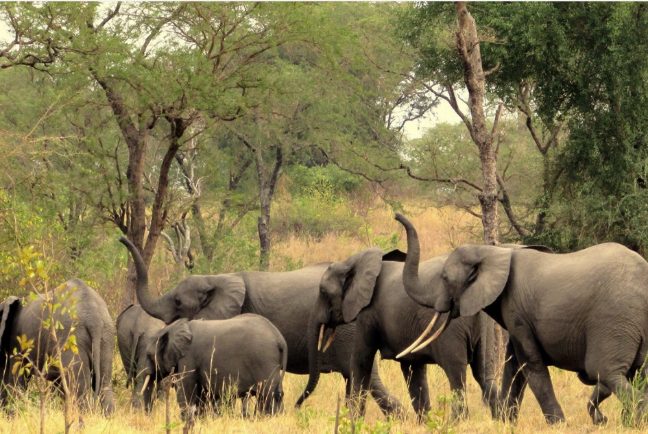 A Guide to Wildlife Species in Semuliki National Park
