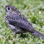 Activities to Do on Short Safaris in Semuliki National Park