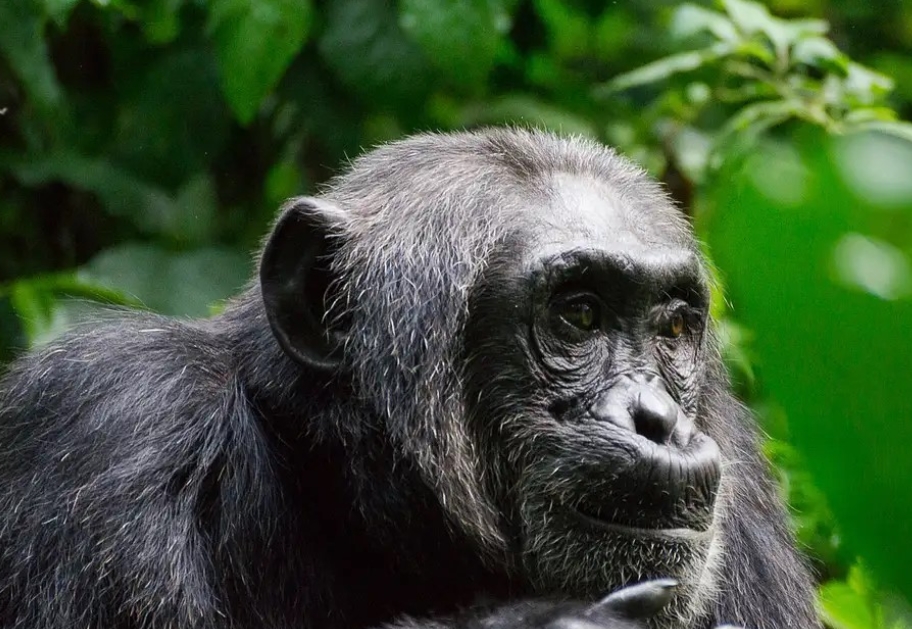Are there Chimpanzees in Semuliki National Park