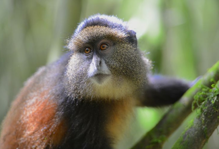 Best Things to do in Gishwati- Mukura National Park.