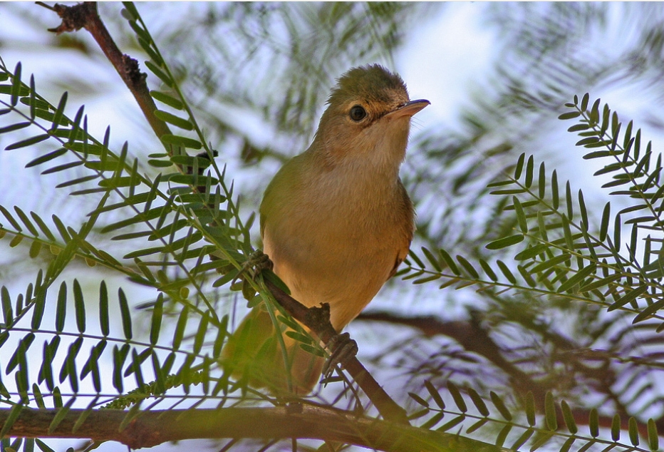 Bird Checklist in Ngorongoro Crater.