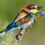 Bird Species in Ngorongoro Conservation Area.