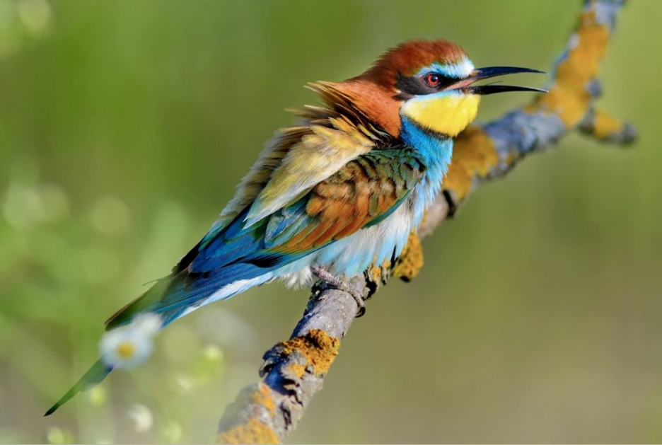 Bird Species in Ngorongoro Conservation Area.
