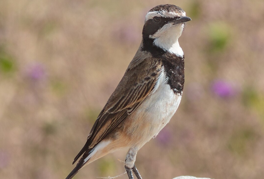 Bird Species to See in Ngorongoro Conservation Area