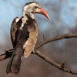 Bird Watching in Ngorongoro Conservation Area.