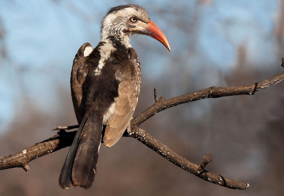 Bird Watching in Ngorongoro Conservation Area.