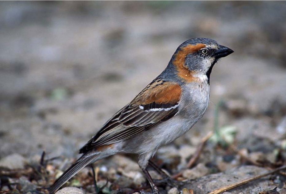 Birding Photography in Ngorongoro Conservation Area.