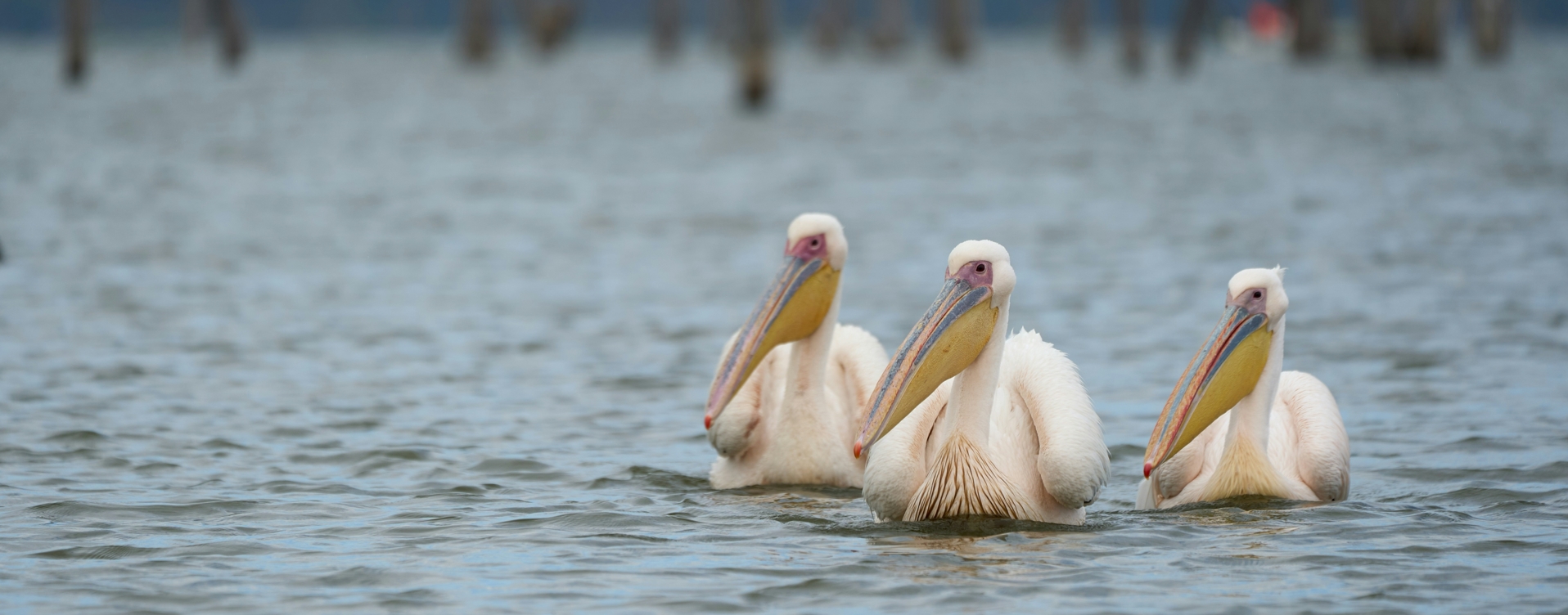 Birding Tour in Lake Naivasha, Nakuru and Masai Mara