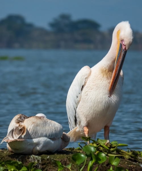 Birding Tour in Lake Naivasha, Nakuru and Masai Mara