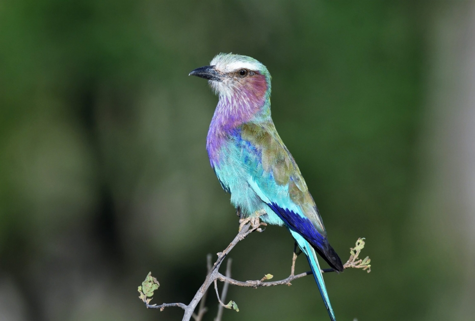 Birding in the Ngorongoro Conservation Area.