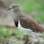 Birds Found in Ngorongoro Crater.