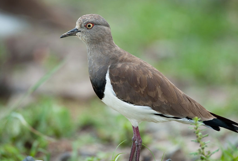 Birds Found in Ngorongoro Crater.