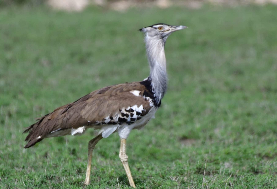Birds to See in Ngorongoro Crater.
