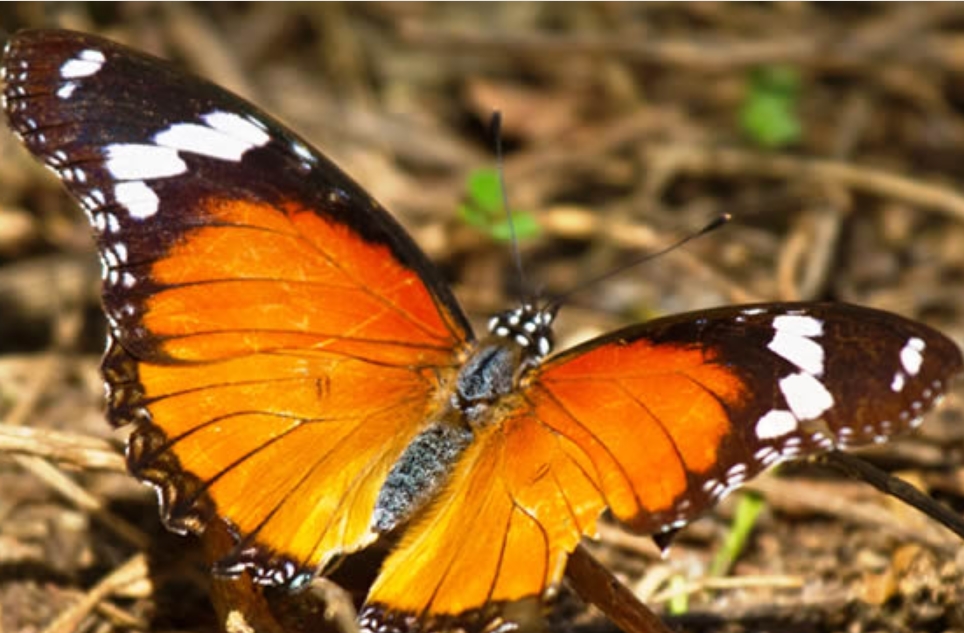 Butterfly Watching in Semuliki National Park