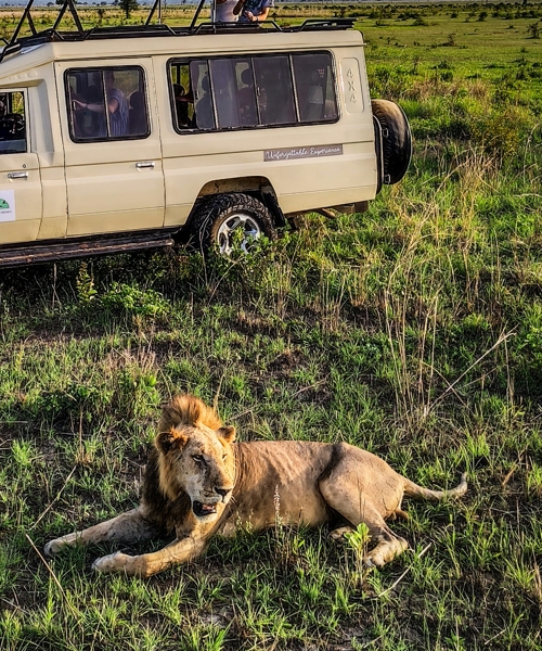 Discover Tanzania’s Spectacular Birds, Diverse Wildlife