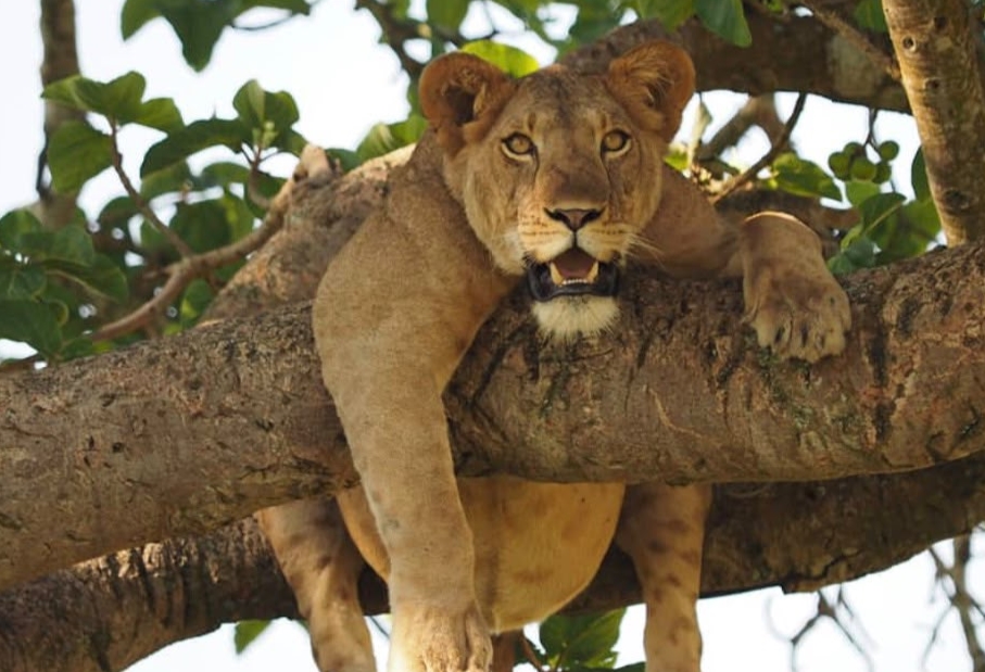 Game Drives in Ngorongoro Conservation Area.