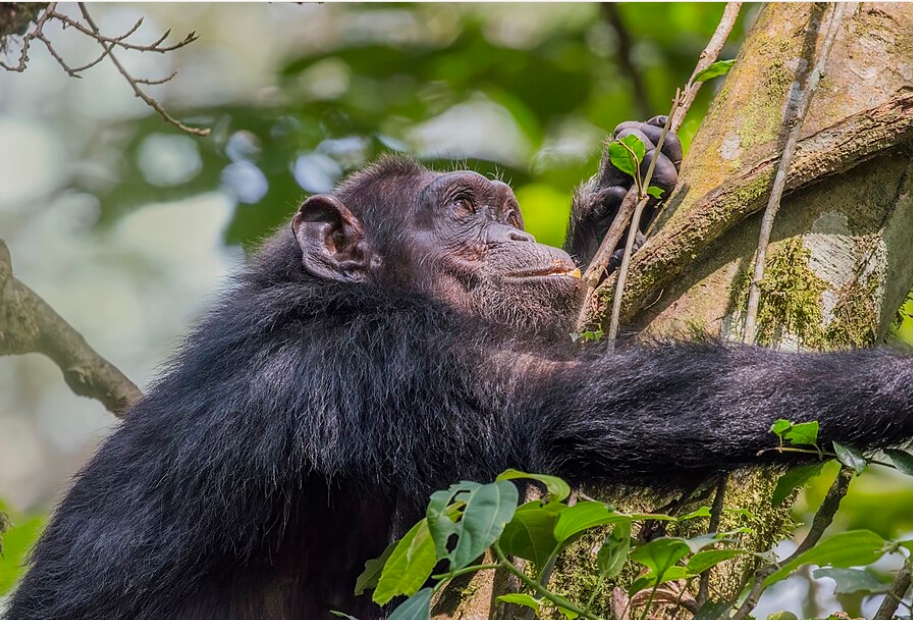 How to Plan a Trip to Semuliki National Park