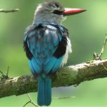 Is Bird Watching in Gishwati- Mukura National Park Worth It