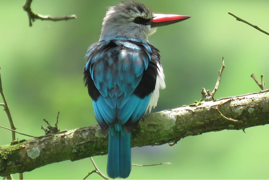 Is Bird Watching in Gishwati- Mukura National Park Worth It