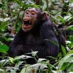 Is Gishwati- Mukura National Park Worth Visiting