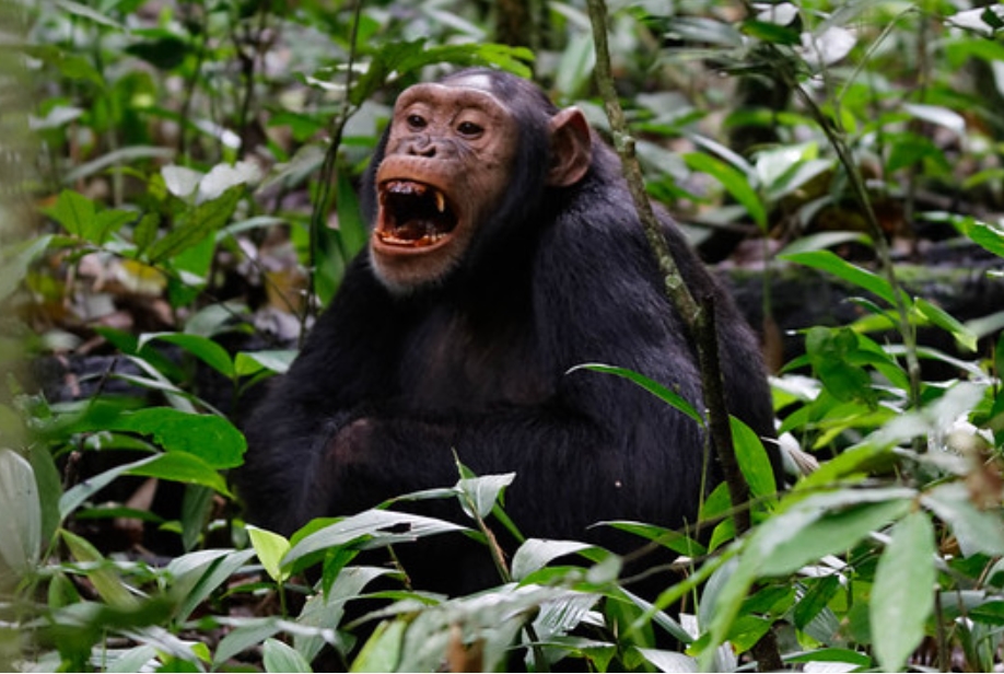 Is Gishwati- Mukura National Park Worth Visiting