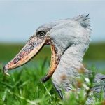 Is Semuliki National Park Good for Shoebill