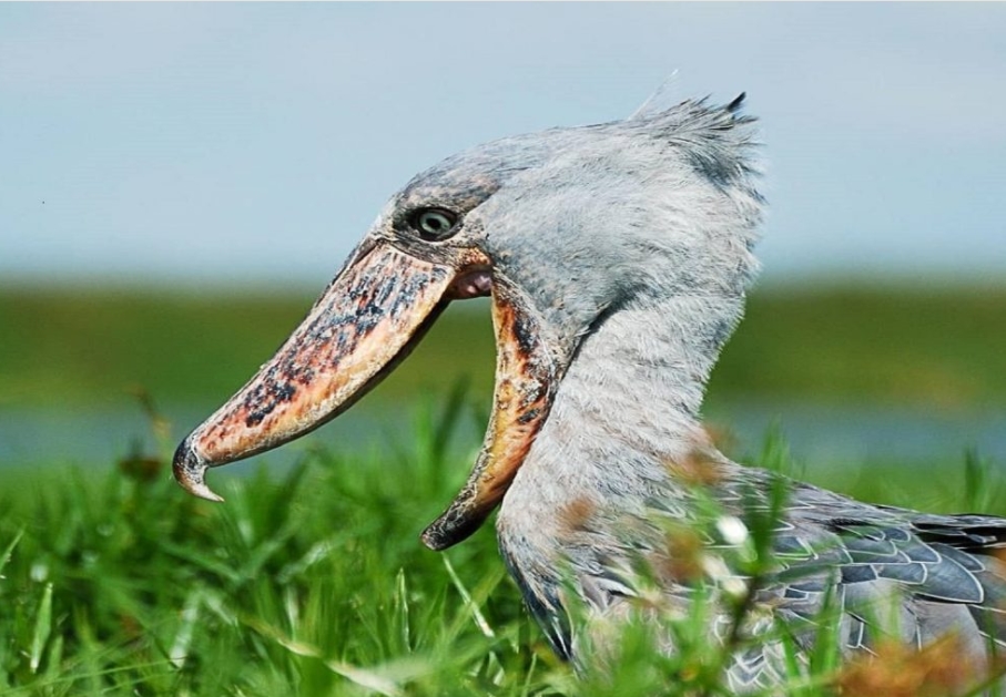 Is Semuliki National Park Good for Shoebill