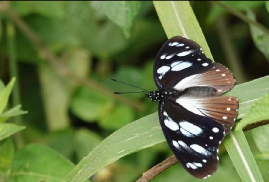 Is Semuliki National Park Worth Visiting for Butterflies