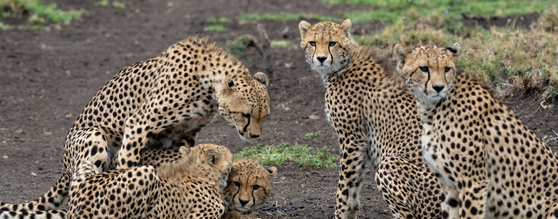 Kenya Luxury Fly-In Safari to Masai Mara