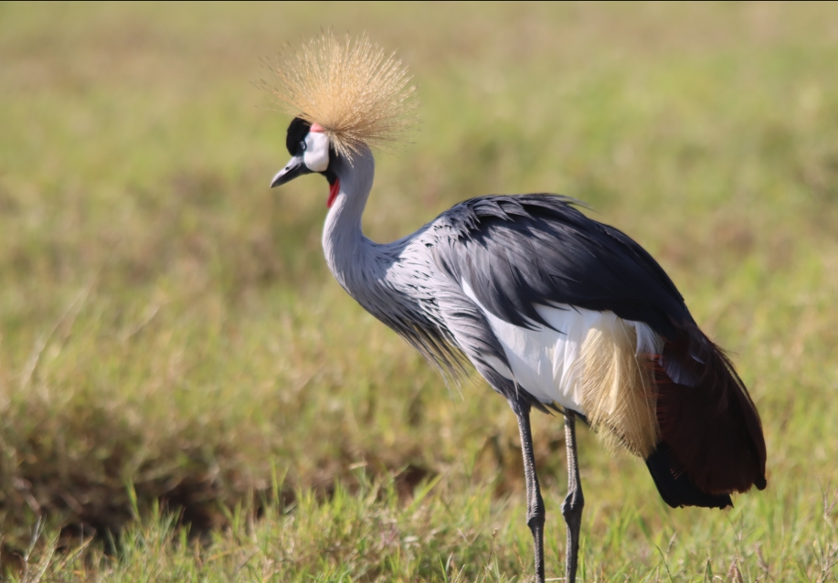List of Bird Species in Ngorongoro Conservation Area.