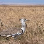 List of Birds in the Ngorongoro Conservation Area.