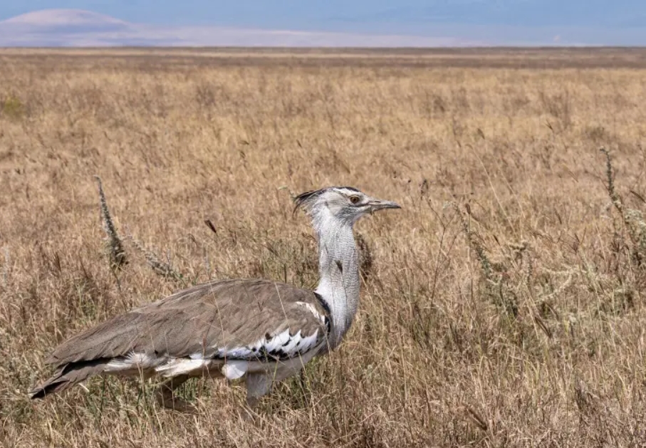 List of Birds in the Ngorongoro Conservation Area.