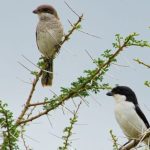 Major Birds in Ngorongoro Conservation Area.