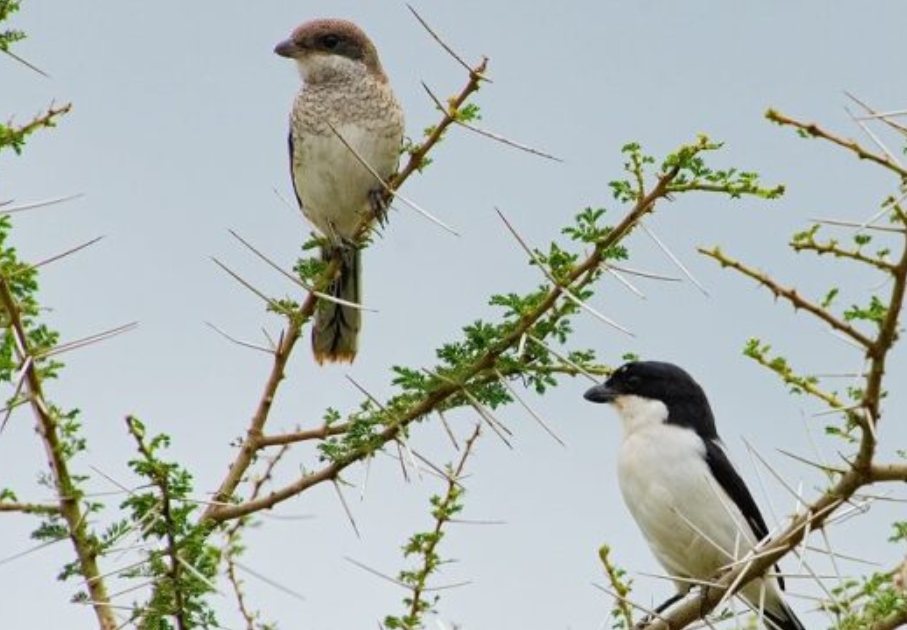 Major Birds in Ngorongoro Conservation Area.