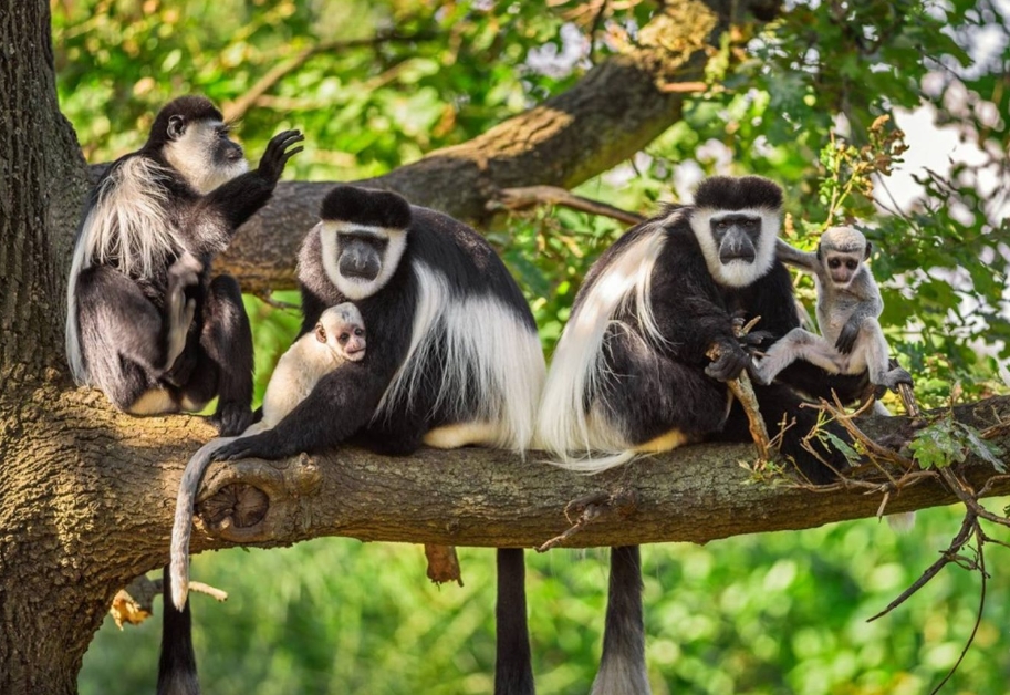 Mammals to See in Semuliki National Park