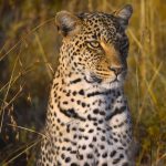 Safari Activities in Ngorongoro Conservation Area.