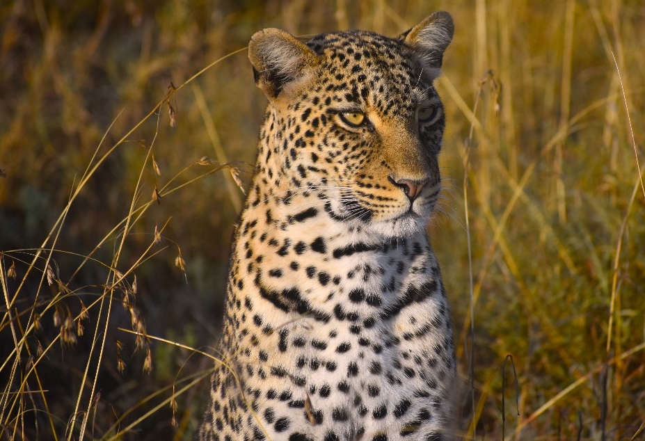 Safari Activities in Ngorongoro Conservation Area.