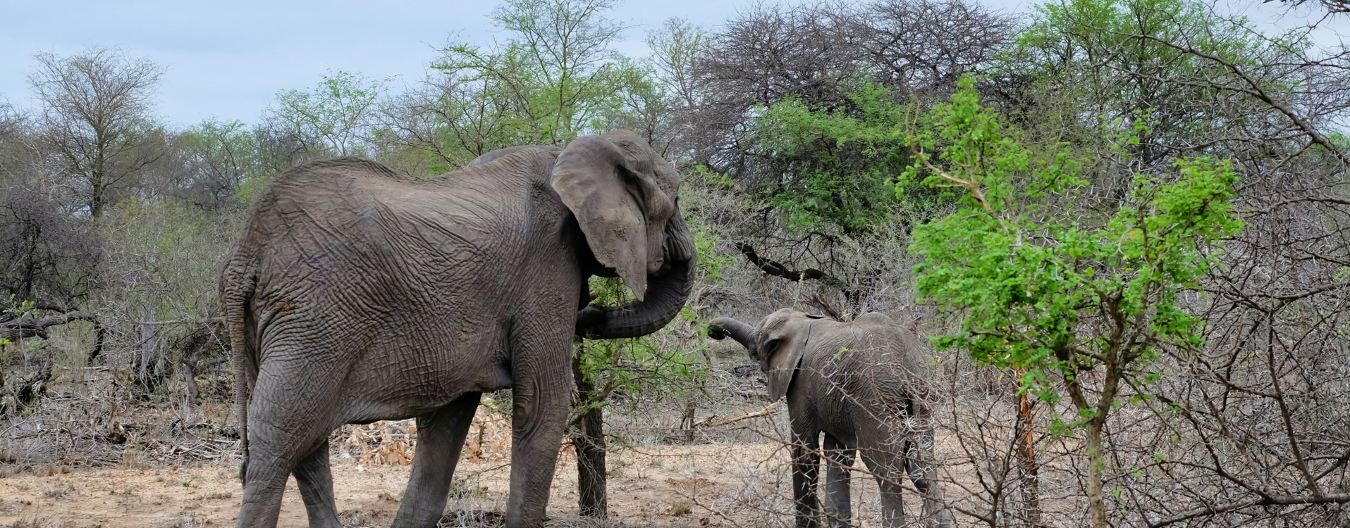 8-Day Magical Kenya Safari Experience