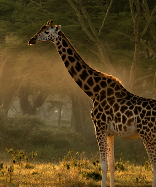 8-Day Magical Kenya Safari Experience
