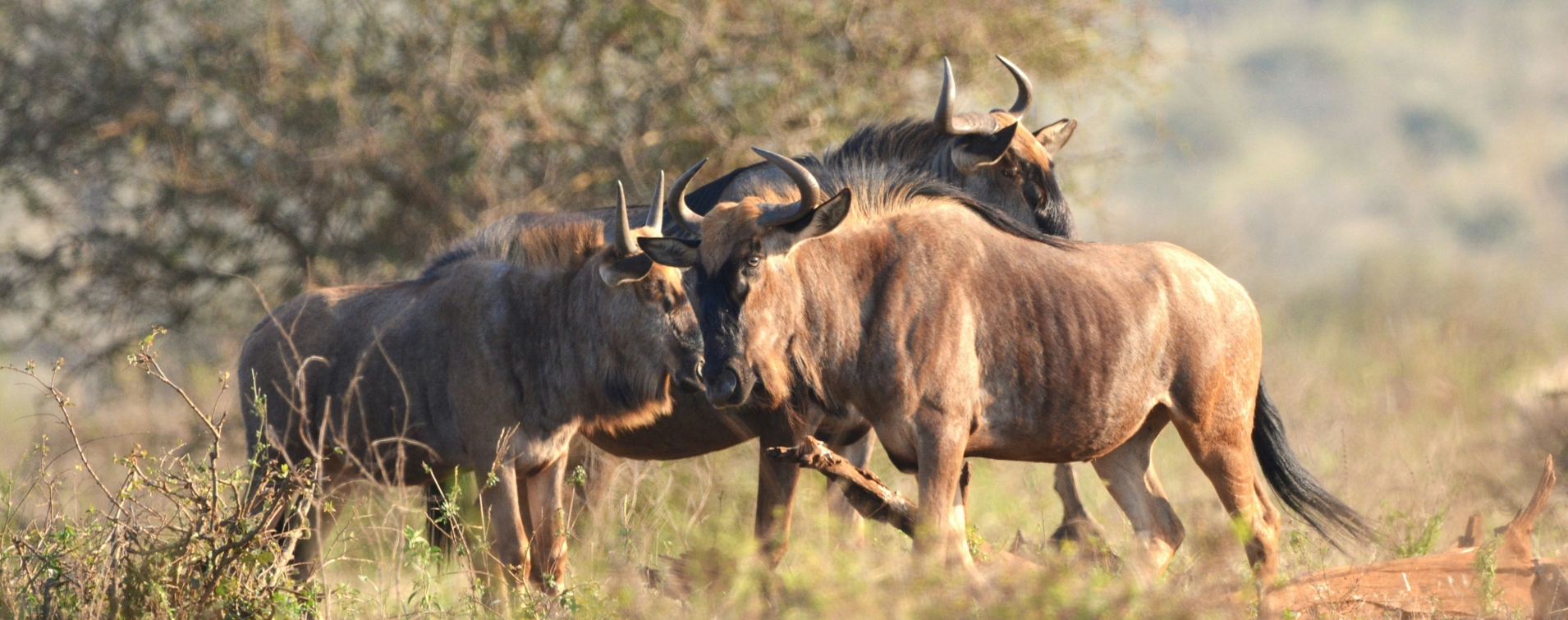 7-Day Serengeti National Park, Ngorongoro and Lake Manyara Wildlife Safari
