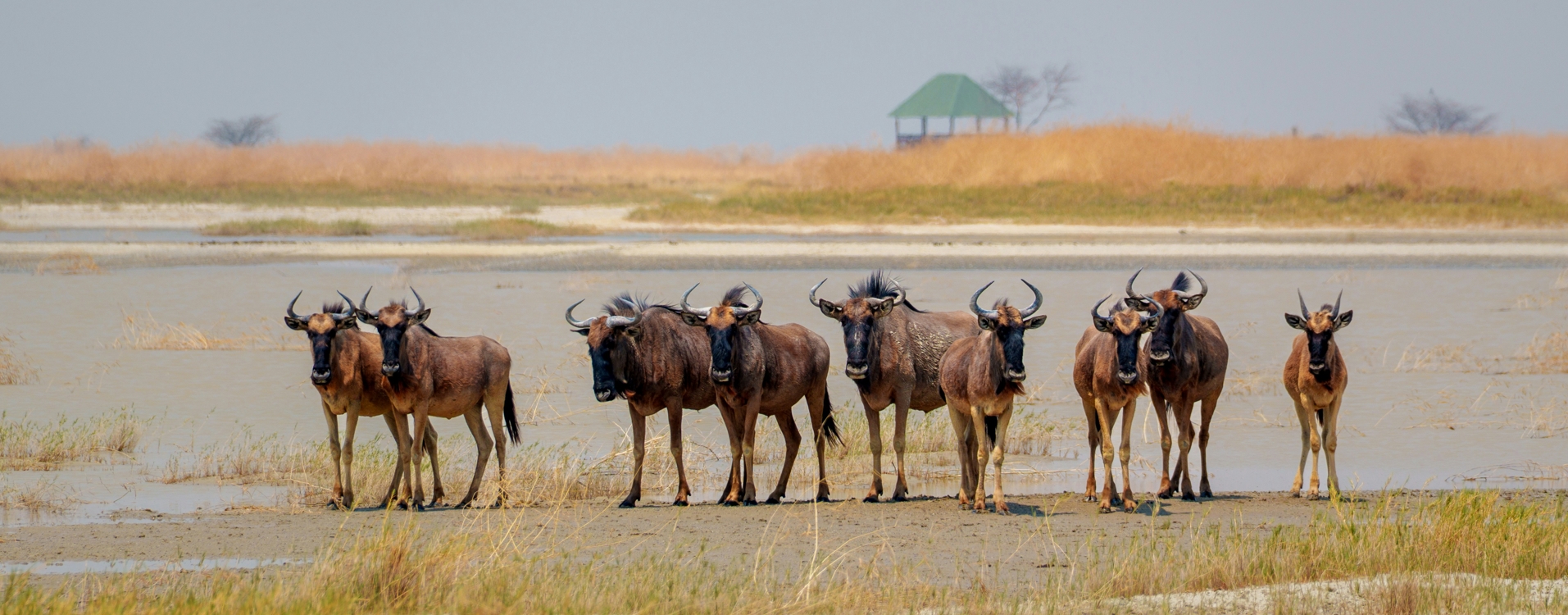 Discover Tanzania’s Greatest Wildlife Wonders in One Unforgettable Safari