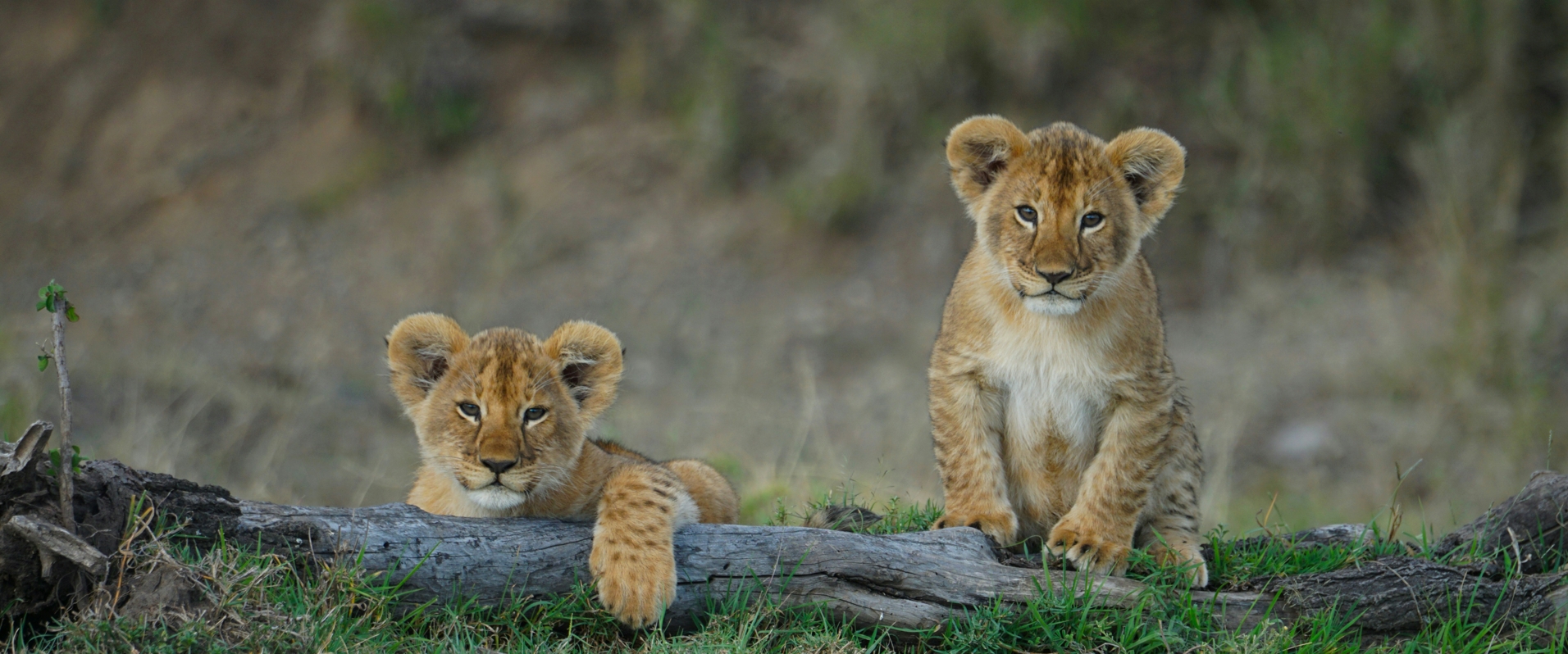 Where the Wild Comes Alive