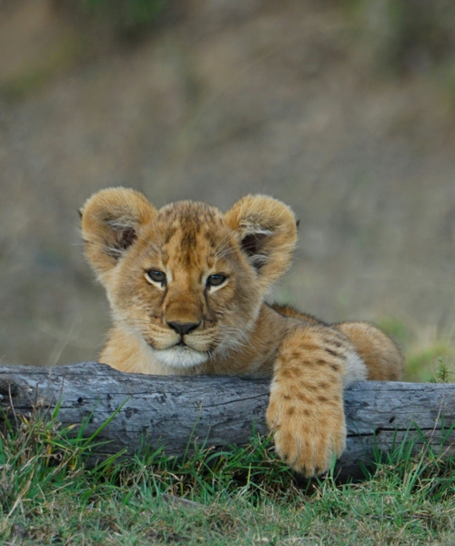 Step Into the Wild and Experience Kenya’s Iconic Masai Mara