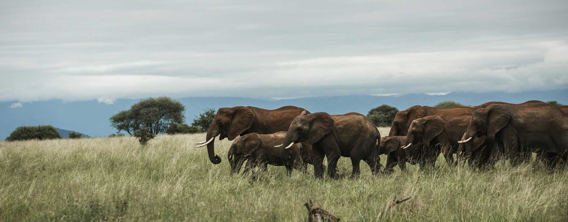 4-Day Tanzania Private Lodge Wildlife Safari