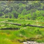 Things to Expect on a Safari in Semuliki National Park