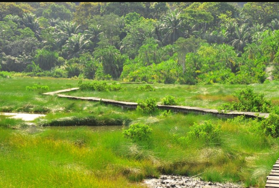 Things to Expect on a Safari in Semuliki National Park