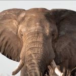 Things to do in the Ngorongoro Conservation Area.
